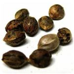 Семена марихуаны АК-47  (Seeds AK-47) во Владимире